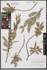 Foto von Salix stipulifera Flod. ex Häyrén
